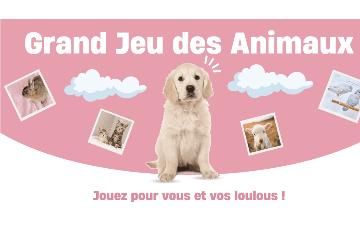 Concours Çaminteresse Grand Jeu des Animaux : visuel rose avec golden retriever chiot chaton perroquet et mouton avec nuages bleus
