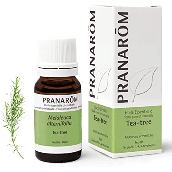 Huile essentielle de tea tree arbre à thé bio Melaleuca alternifolia 10ml antibactérienne