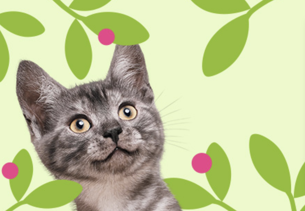 Zooplus printemps : aussi pour les chats