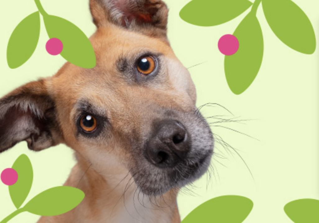 Zooplus promo printemps 21 avril au 4 mai 2026 jusqu'à -50% et cadeau offert